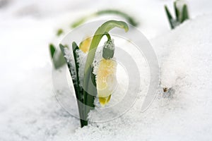 Blooming spring snowflake in snow. A sign of the first spring days.