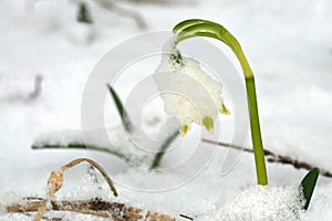 Blooming spring snowflake in snow. A sign of the first spring days.