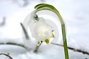 Blooming spring snowflake in snow. A sign of the first spring days.