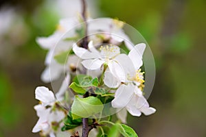 Blooming spring tree against the blue sky . white cherry flowers are illuminated by the sun