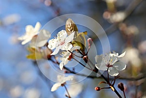 Blooming spring tree