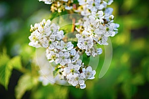 Blooming spring tree