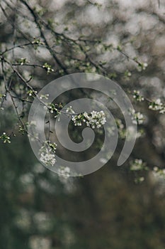 A blooming spring tree. White flowers