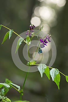 Blooming spring vetchling, Lathyrus vernus