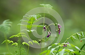 Blooming spring vetchling, Lathyrus vernus among fern