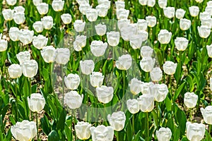 blooming spring white tulips flower like background in park, garden floral background