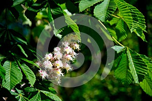 Blooming springtime chestnut tree in berlin