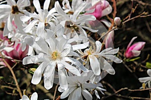 Blooming springtime`s gardens, young magnolia tree  in the countryside near Zagreb, Croatia