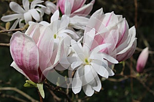 Blooming springtime`s gardens, young magnolia tree  in the countryside near Zagreb, Croatia