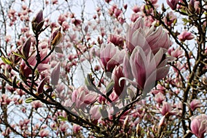 Blooming springtime`s gardens, young magnolia tree  in the countryside near Zagreb, Croatia