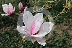 Blooming springtime`s gardens, young magnolia tree  in the countryside near Zagreb, Croatia