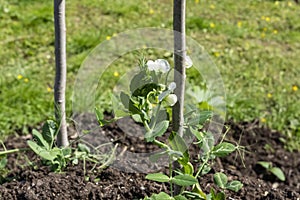 Blooming sprouts of pea cultivated on garden bed