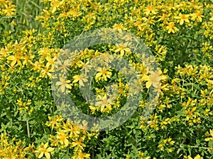 Blooming St. John's wort, hypericum perforatum, close up