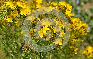 Blooming St. John`s wort