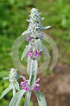 Blooming Stachys Byzantine lat. Stachys byzantina, or stahis woolly close-up