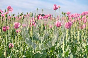 Blooming stages of the poppy