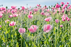 Blooming stages of the poppy