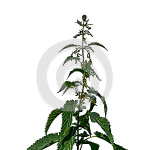 Blooming stalk of common nettle close up isolated on white background. Growing stinging plant with green leaves and inflorescences photo