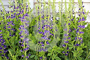 Blooming stalks of False Blue Indigo in a garden