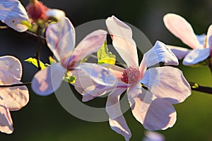 Blooming Star Magnolia flowers - Magnolia stellata - in spring season in a botanical garden