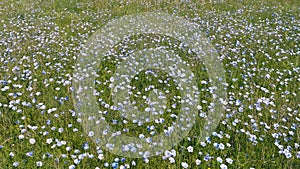 Blooming steppe, wild flax and stipa grass in the wind, untouched protected lands. Beautiful landscape of linen field -