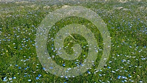 Blooming steppe, wild flax and stipa grass in the wind, untouched protected lands. Beautiful landscape of linen field -