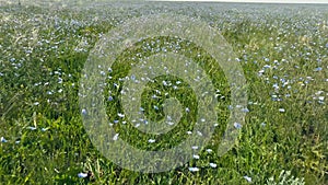 Blooming steppe, wild flax and stipa grass in the wind, untouched protected lands. Beautiful landscape of linen field -