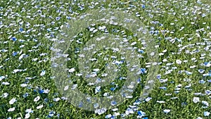 Blooming steppe, wild flax and stipa grass in the wind, untouched protected lands. Beautiful landscape of linen field -