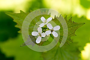 Blooming stinging nettle