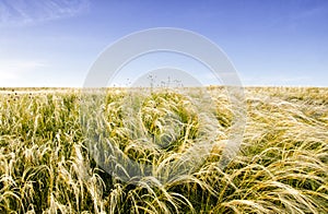 Blooming Stipa