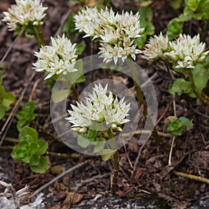 Blooming Stonecrop Sedum oppositifolium on rocks with small white flowers macro, selective focus, shallow DOF