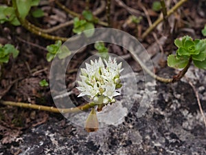 Blooming Stonecrop Sedum oppositifolium on rocks with small white flowers macro, selective focus, shallow DOF