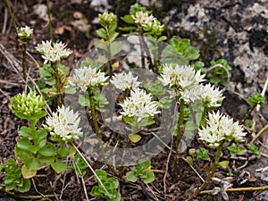 Blooming Stonecrop Sedum oppositifolium on rocks with small white flowers macro, selective focus, shallow DOF