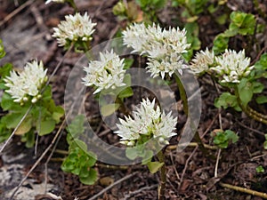 Blooming Stonecrop Sedum oppositifolium on rocks with small white flowers macro, selective focus, shallow DOF