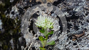 Blooming Stonecrop Sedum oppositifolium on rocks with small white flowers macro, selective focus, shallow DOF