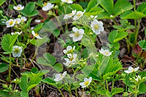 Blooming strawberries in the garden