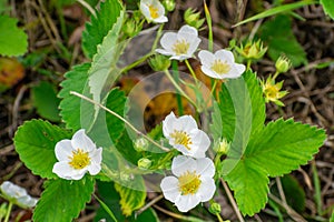 Blooming strawberries in the garden closeup