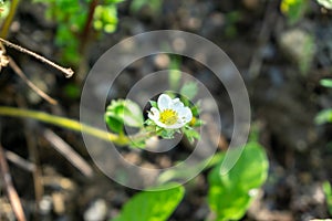 Blooming strawberries in the garden in nature