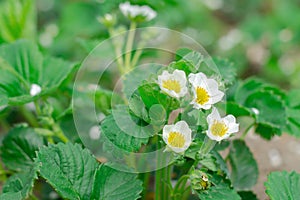 Blooming strawberries. White strawberry flowers in the garden. Gardening concept