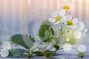 Blooming strawberry branch on the background of the sunset sky. Strawberry flower close-up. small depth of field