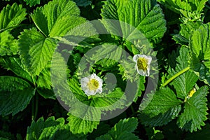 Blooming strawberry bush Latin: Fragaria in the morning dew, close-up. Flowering of strawberry bushes in the garden