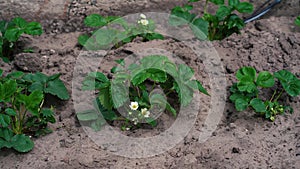 blooming strawberry bushes bloom in early summer