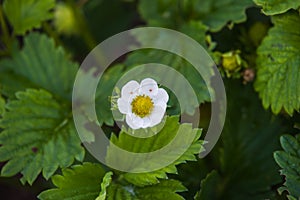 Blooming strawberry.