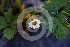 Blooming strawberry.