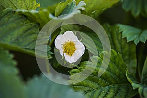 Blooming strawberry.