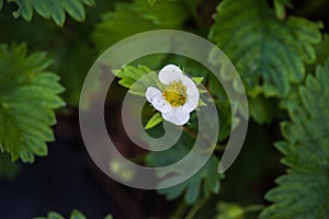 Blooming strawberry.