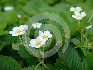 Blooming strawberry flowers