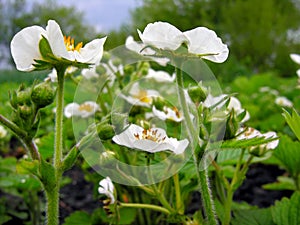 blooming strawberry in the vegetable garden