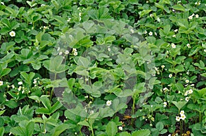 blooming strawberry in the vegetable garden