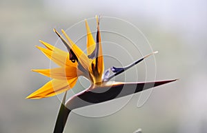 The blooming Strelitzia flower